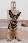 Erwachsene niedliche braune deutsche Schäferhund steht im Steinzaun auf dem Straßenpflaster und schaut in die Kamera — Stockfoto