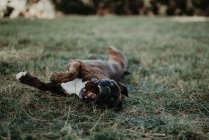 Чарівна сильна коричнева собака-боксер грає і кладе на зелений газон з конусом — стокове фото