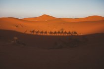 Sombra silueta de camellos caminando en caravana reflejando en duna de arena roja del desierto, Marruecos - foto de stock