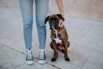 Adorable boxer dog with amusing face standing on asphalt and looking above — Stock Photo
