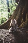 Маленький макака розміщення на кам'яні землі в тропічному лісі Балі — стокове фото