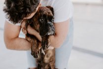 Adorável cão boxer pensativo em mãos de cuidar proprietário de ligação — Fotografia de Stock