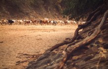 Стадо коров, идущих по сухой песчаной долине местности в долине Омо, Эфиопия — стоковое фото