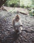 Piccolo macaco seduto su un terreno di pietra — Foto stock