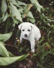 Adorabile cucciolo che gioca in natura — Foto stock