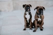 Von oben bezaubernde Boxerhunde mit amüsanten Gesichtern, die auf dem Bürgersteig sitzen und auf ihr Team warten — Stockfoto