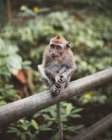 Primer plano de pequeño macaco situado en la valla en el exuberante bosque tropical verde - foto de stock