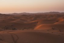 Veduta minimalista dei cammelli sulle dune di sabbia nel deserto contro la luce del tramonto, Marocco — Foto stock
