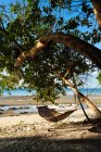 Wicker hammock hanging in shadow under bent tree on sandy seashore — Stock Photo