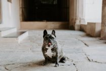 Bulldog francés con manchas grises sentado en el pavimento de la calle y mirando a la cámara - foto de stock