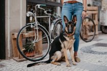 Carino pastore tedesco in piedi vicino bicicletta su ciottoli pavimentazione con proprietario del raccolto in piedi vicino — Foto stock