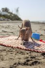 Грайливий собака кусає іграшку на піщаному пляжі на сонячному світлі — стокове фото