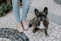 Cute bulldog sitting on cobblestone pavement near owner legs — Stock Photo