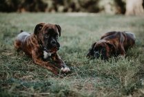 Entzückend starke braune Boxerhunde, die im grünen Rasen mit Zapfen spielen und liegen — Stockfoto