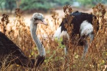 Manada de avestruces silvestres de pie en hierba seca de maravillosa sabana en el parque nacional en Etiopía - foto de stock