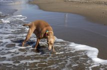 Kleiner Hund im Halsband läuft bei sonnigem Tag zwischen Wellen am Strand — Stockfoto
