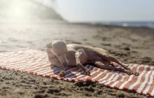 Pequeno cão no colarinho deitado na toalha na praia no dia ensolarado — Fotografia de Stock