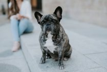 Bulldog français avec des taches grises assis sur le trottoir de la rue et regardant la caméra avec le propriétaire en arrière-plan — Photo de stock
