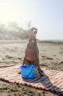 Juguetón perro sentado en la alfombra con juguetes en la playa de arena a la luz del sol - foto de stock