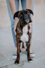 Очаровательная боксерская собака с забавным лицом, стоящая на асфальте и смотрящая сверху — стоковое фото