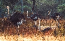Herde wilder Strauße im trockenen Gras der wunderschönen Savanne im Nationalpark in Äthiopien — Stockfoto