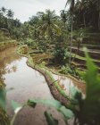 Exuberante plantação verde coberta com água entre palmeiras, Bali — Fotografia de Stock