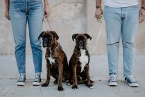 Adorable elegant boxers standing on leash and curiously — Stock Photo