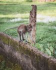 Piccolo macaco situato sulla recinzione di pietra — Foto stock
