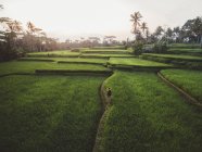 Veduta aerea dell'uomo che cammina sul sentiero tra i lussureggianti campi verdi della piantagione tropicale, Bali — Foto stock