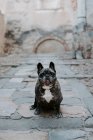 French bulldog with gray spots sitting on street pavement and looking at camera — Stock Photo