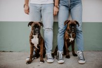 Adorable elegant boxers standing on leash and curiously looking at camera — Stock Photo