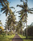 Carreggiata in verde terreno tropicale con palme alte, Bali — Foto stock