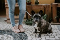 Carino bulldog seduto su ciottoli marciapiede vicino gambe proprietario — Foto stock