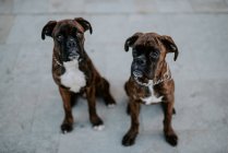 From above adorable boxer dogs with amusing faces sitting on pavement and waiting for team — Stock Photo