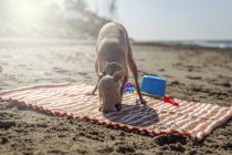 Brincalhão cão mordendo brinquedo na praia de areia à luz do sol — Fotografia de Stock