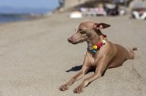 Cute italian greyhound dog resting on sunny beach — Stock Photo