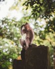 Carino piccolo macaco situato sulla recinzione di pietra nella lussureggiante foresta tropicale verde di Bali — Foto stock