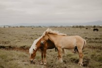 Лошади едят сухую траву, стоя на прекрасном лугу осенью — стоковое фото