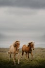 Коричневые лошади бегают по прекрасному лугу в осенний день — стоковое фото