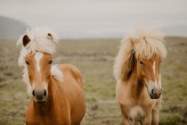 Крупним планом коричневі коні трясуться на чудовому лузі в осінній день — стокове фото