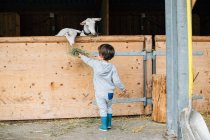 Rückansicht eines fürsorglichen Kindes in blauen Gummistiefeln, das sich von Hand mit süßen flauschigen Ziegen hinter einem Holzstift ernährt — Stockfoto