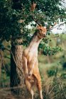 Junge Wapiti mit großen Geweihen, die vor verschwommenem Hintergrund der Natur aufziehen — Stockfoto