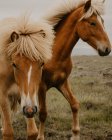 Primer plano de caballos marrones trotando en el prado maravilloso en el día de otoño - foto de stock