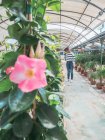 Женщина выбирает растения для сада на цветочном рынке — стоковое фото