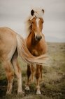 Nahaufnahme von braunen Pferden, die an einem Herbsttag auf einer wunderschönen Weide traben — Stockfoto
