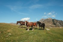 Cavalos de pé no prado maravilhoso no dia ensolarado com céu azul — Fotografia de Stock