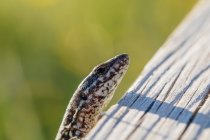 Primer plano de un pequeño lagarto gris mirando fuera del tronco en el bosque - foto de stock