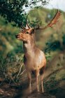 Young wapiti with large antlers standing against blurred background of nature — Stock Photo