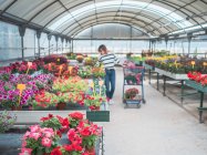 Женщина-клиент выбирает цветы в теплице — стоковое фото