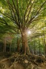 Árvore no meio da floresta com o sol no fundo — Fotografia de Stock